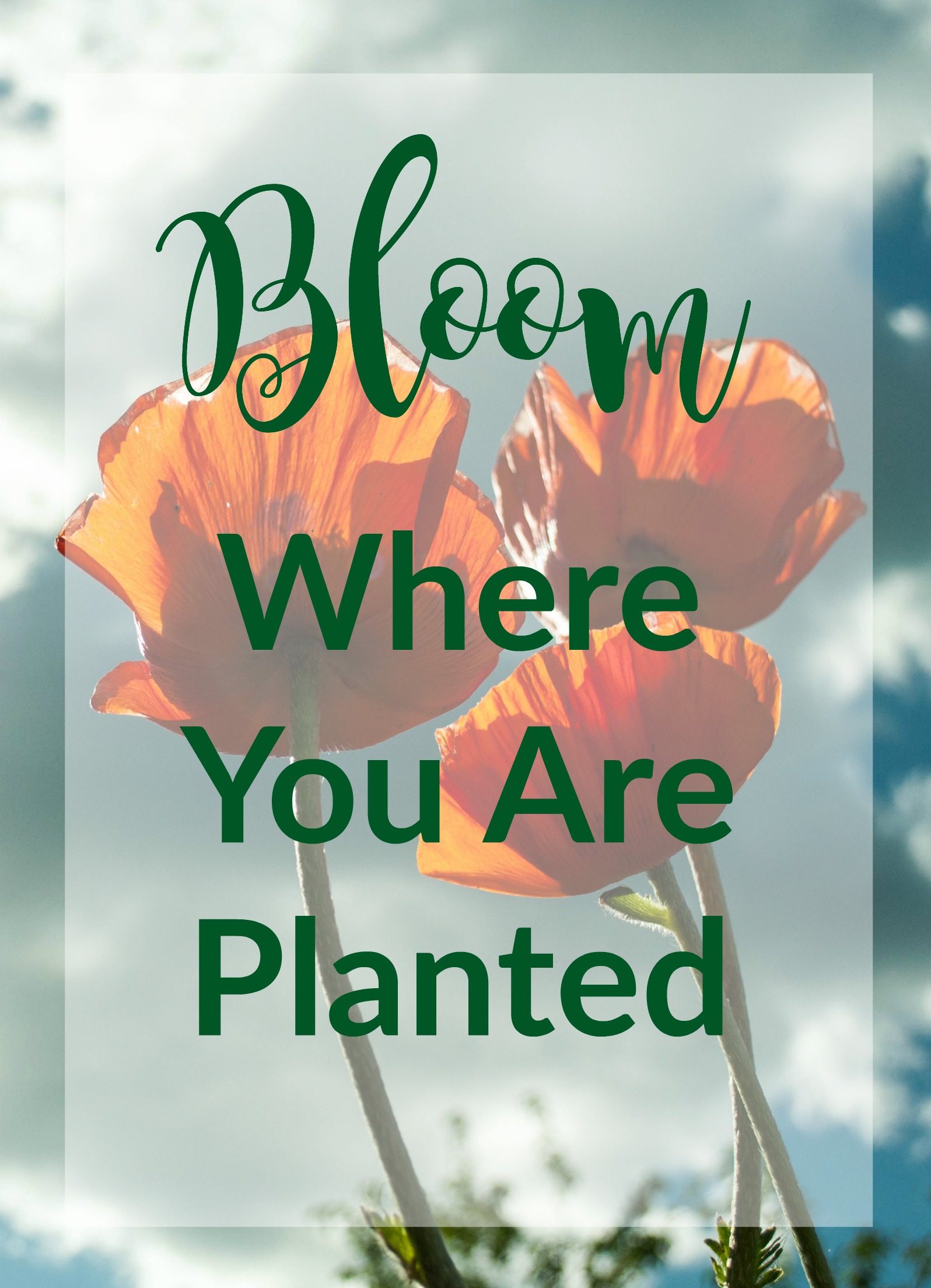 Bloom Where You Are Planted - A Cup of Catherine